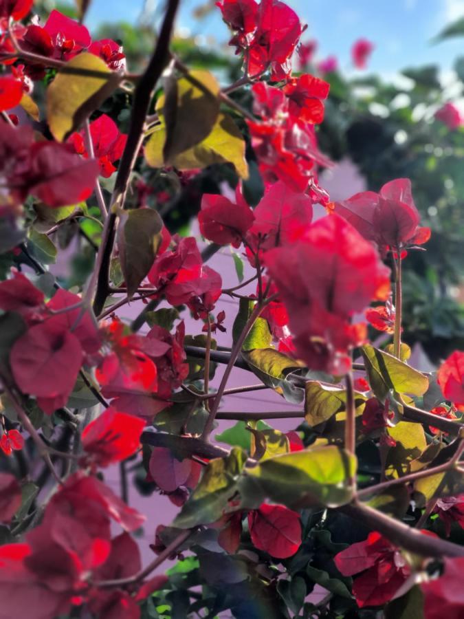 Sa Mariposa Bed & Breakfast Муравера Екстериор снимка